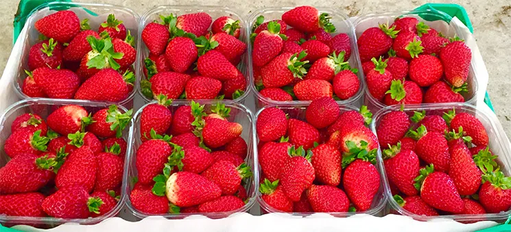 [16148] Maduixes Maresme safata 500g.