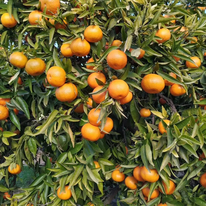 Mandarines Alcanar directe productor 500g.