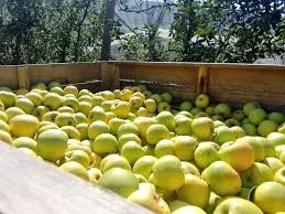 [13666] Poma Muntanya Eco Groga/Golden 500g.