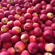 Poma Muntanya Eco Roja/Mandi 500g.