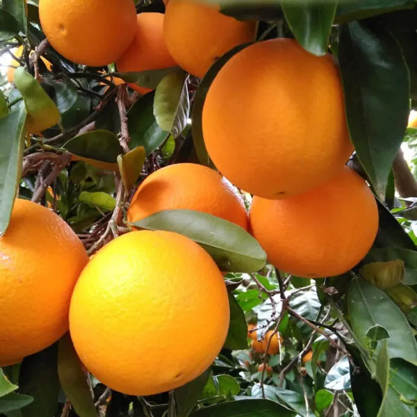[15462] Taronges Alcanar directe productor 1Kg