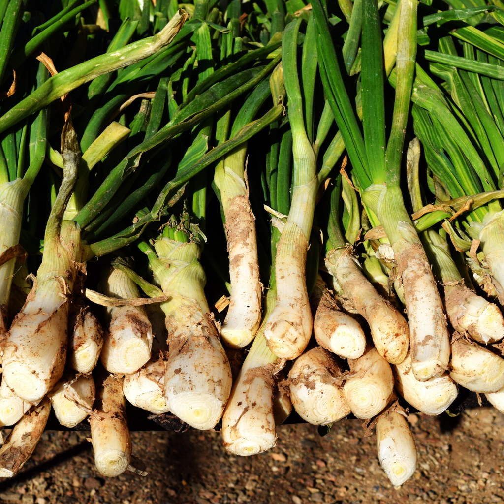 Calçots manat 25u.