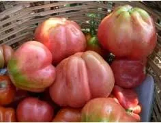 Tomàquet rosa Sant Benet 500g.